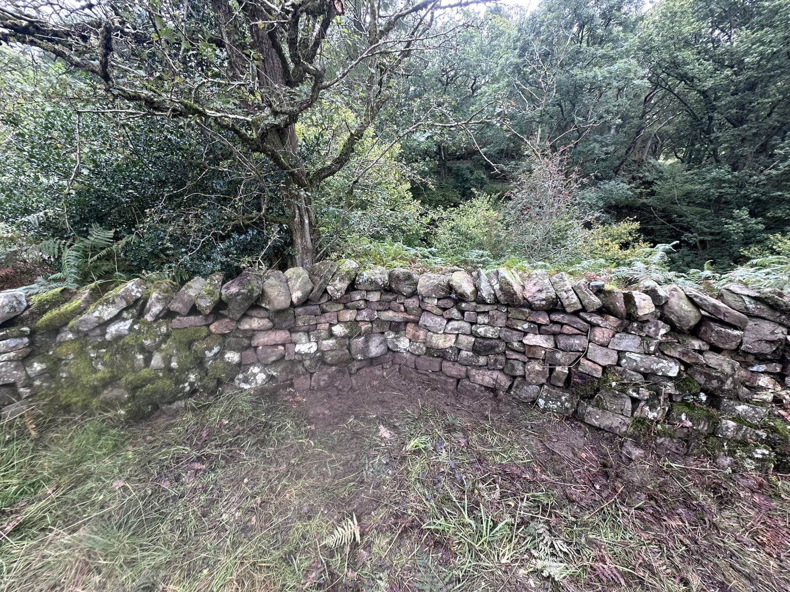 Restored dry stone wall corner