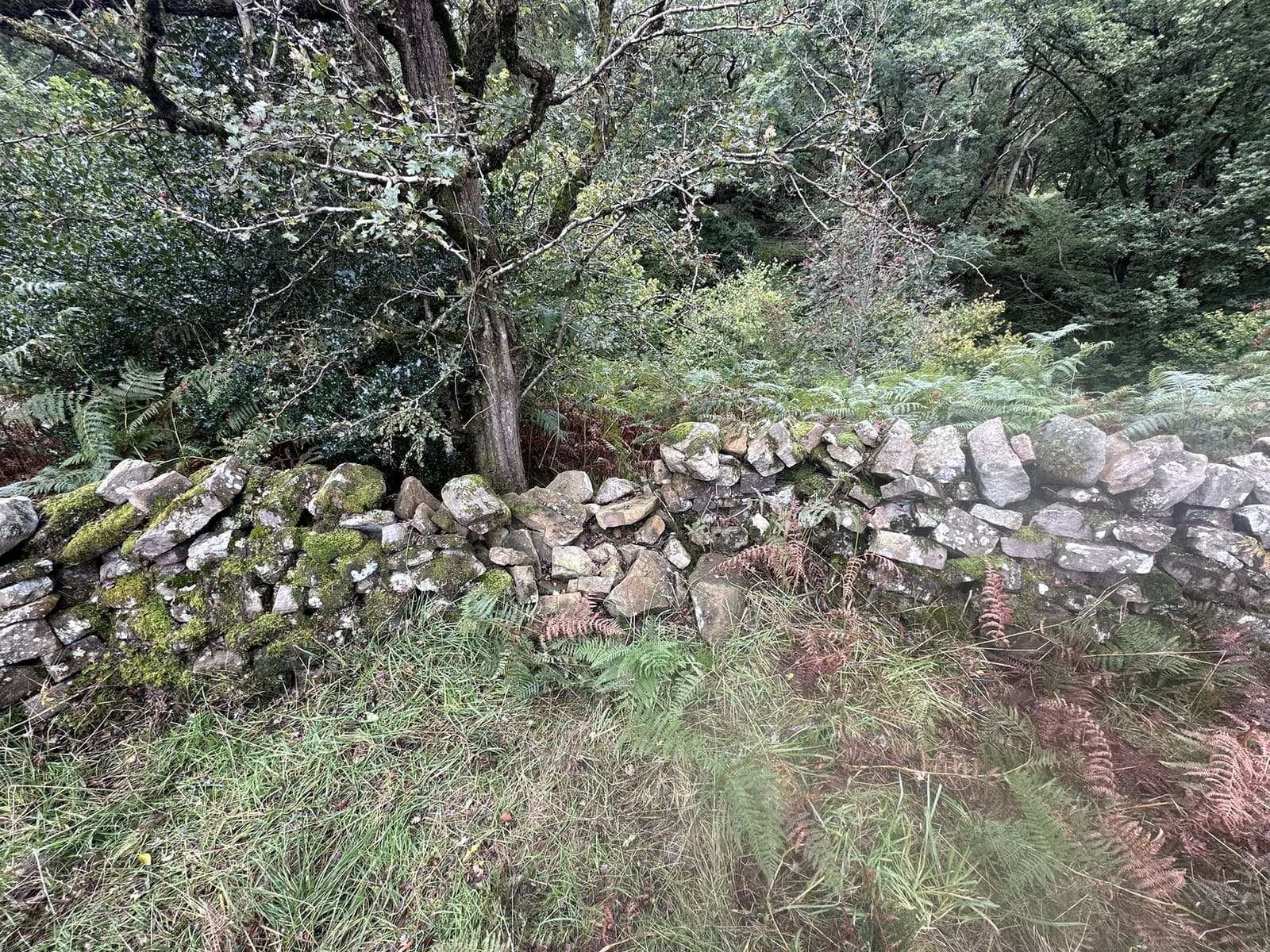 Collapsed dry stone wall before corner