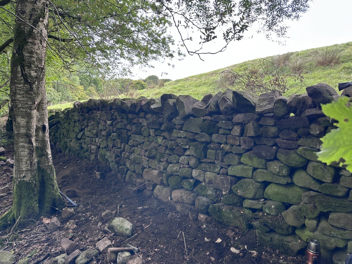 Restored dry stone wall running through woodland