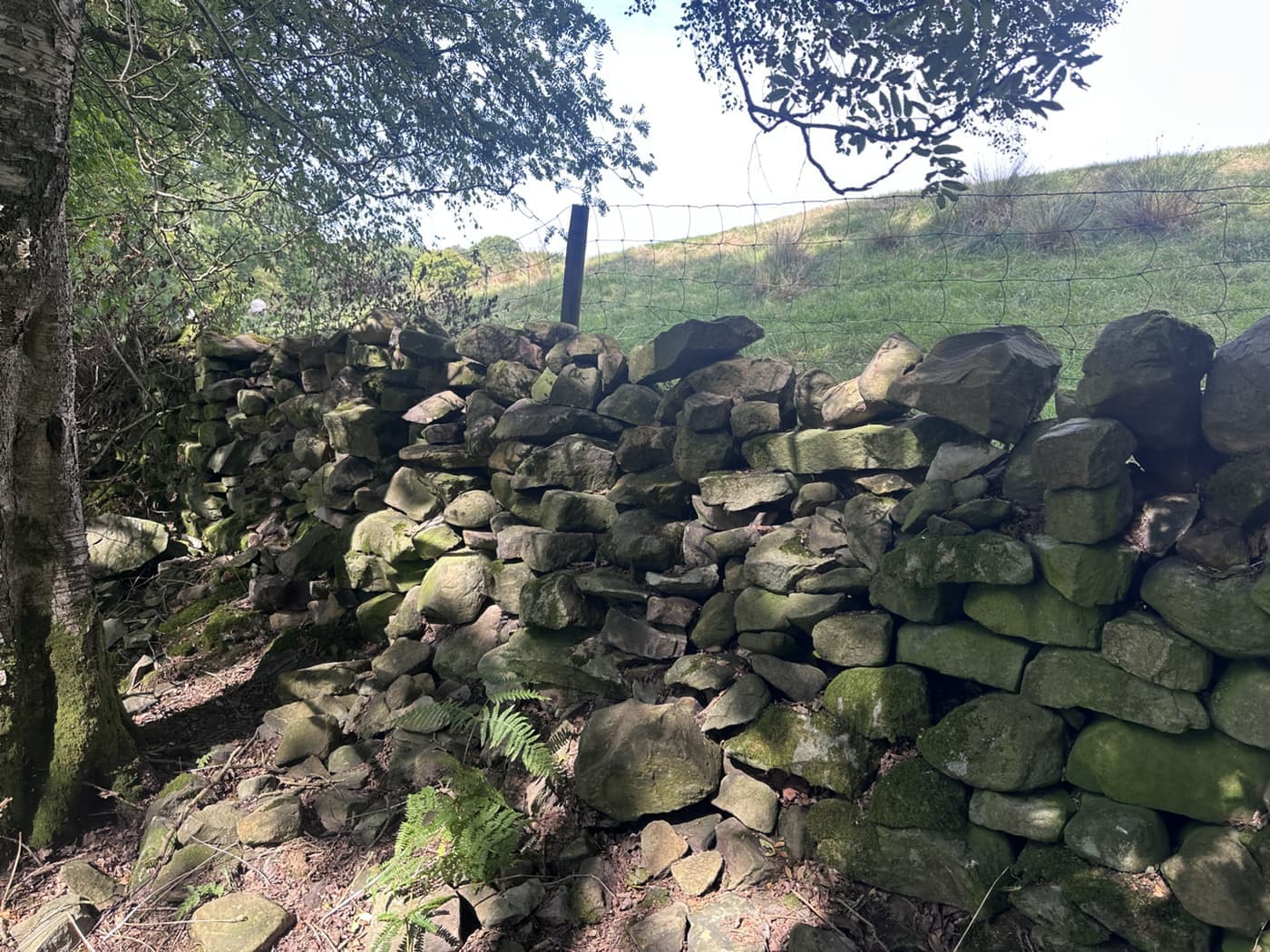 Collapsed dry stone wall before restoration in woodland